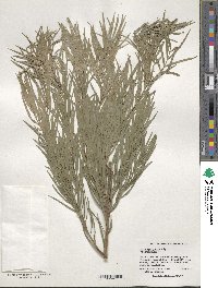 Afrocarpus gracilior image