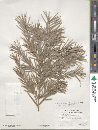 Afrocarpus gracilior image