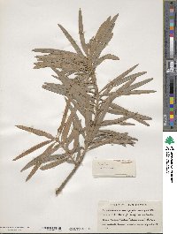 Podocarpus macrophyllus image