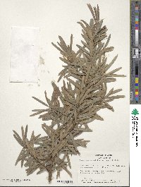 Podocarpus macrophyllus image