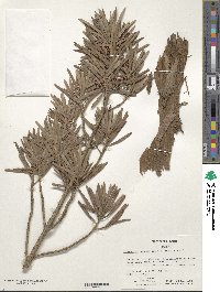 Podocarpus macrophyllus var. maki image