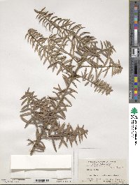 Podocarpus laetus image