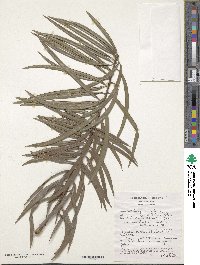 Image of Podocarpus henkelii