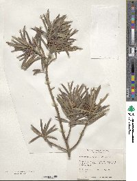 Podocarpus macrophyllus image