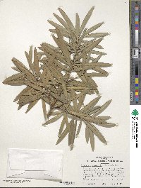 Podocarpus macrophyllus image