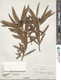 Podocarpus macrophyllus image