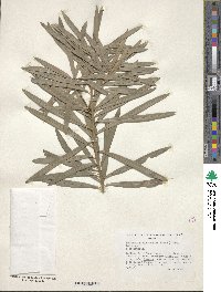 Podocarpus macrophyllus image