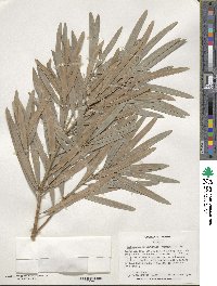 Podocarpus macrophyllus image