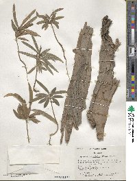 Podocarpus macrophyllus image