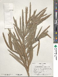 Podocarpus macrophyllus image