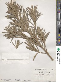 Podocarpus macrophyllus image