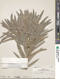 Podocarpus macrophyllus image