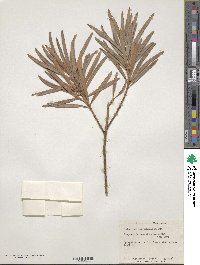 Podocarpus macrophyllus image