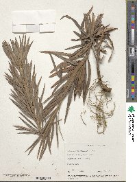 Podocarpus macrophyllus image