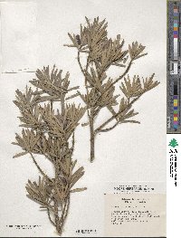 Podocarpus macrophyllus image