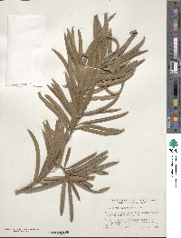 Podocarpus macrophyllus image