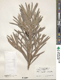 Podocarpus macrophyllus image