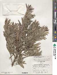 Podocarpus macrophyllus image