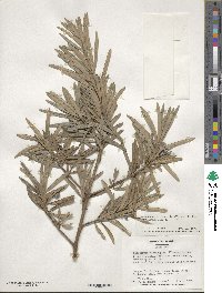 Podocarpus macrophyllus image