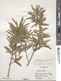 Podocarpus macrophyllus image