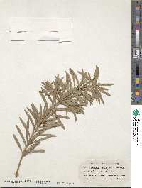 Podocarpus macrophyllus var. maki image