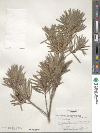 Podocarpus macrophyllus var. maki image