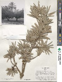 Podocarpus macrophyllus image