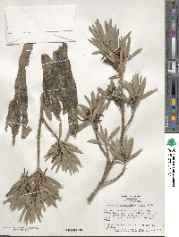 Podocarpus macrophyllus image