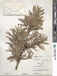 Podocarpus macrophyllus image