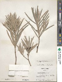 Podocarpus macrophyllus image