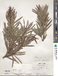 Podocarpus macrophyllus var. maki image