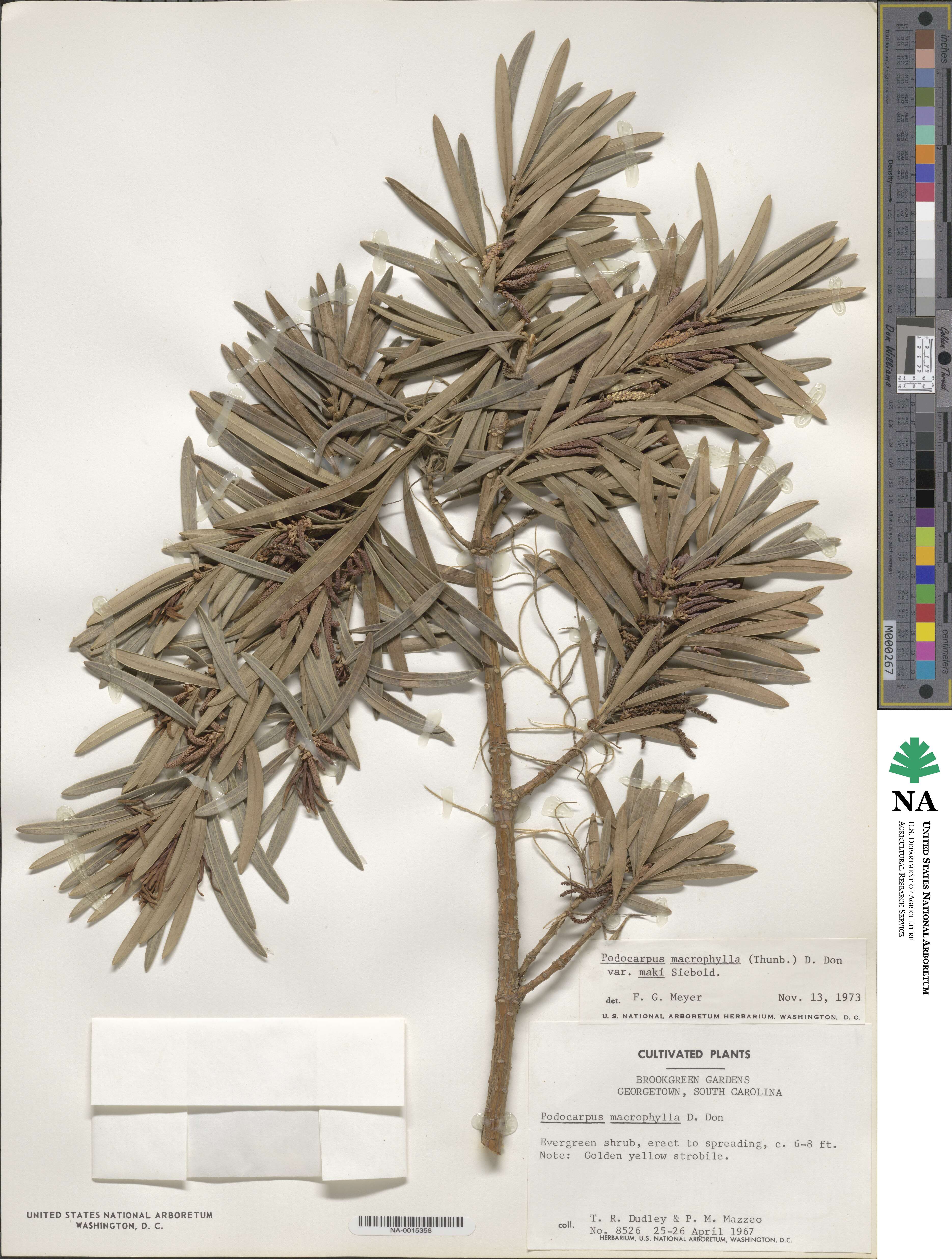 Podocarpaceae image