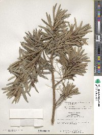 Podocarpus macrophyllus image