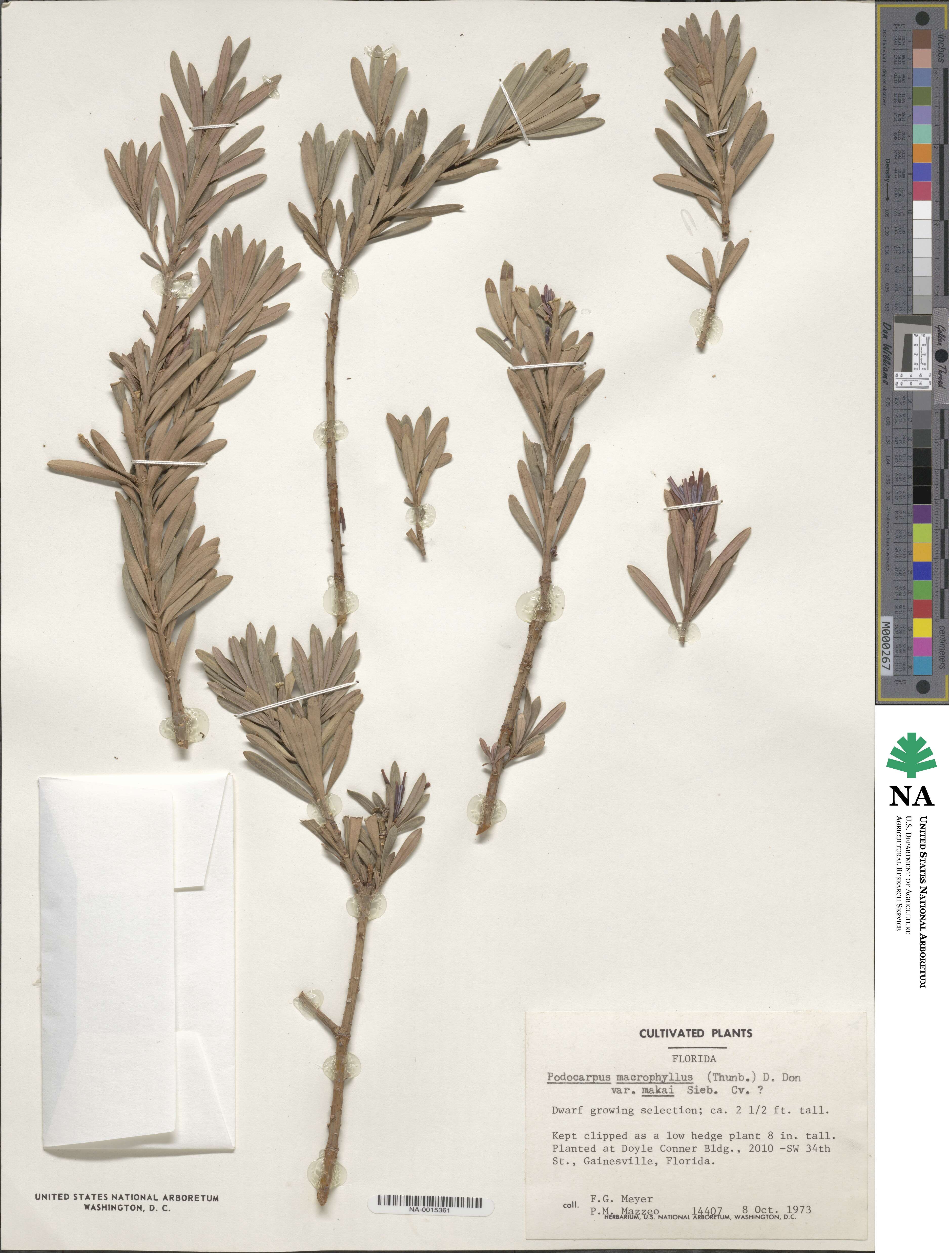 Podocarpus macrophyllus var. maki image