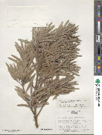 Podocarpus macrophyllus var. maki image