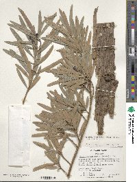 Podocarpus macrophyllus var. maki image