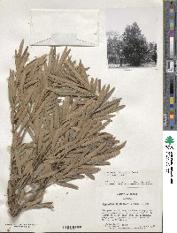 Podocarpus macrophyllus image