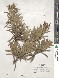 Podocarpus macrophyllus var. maki image