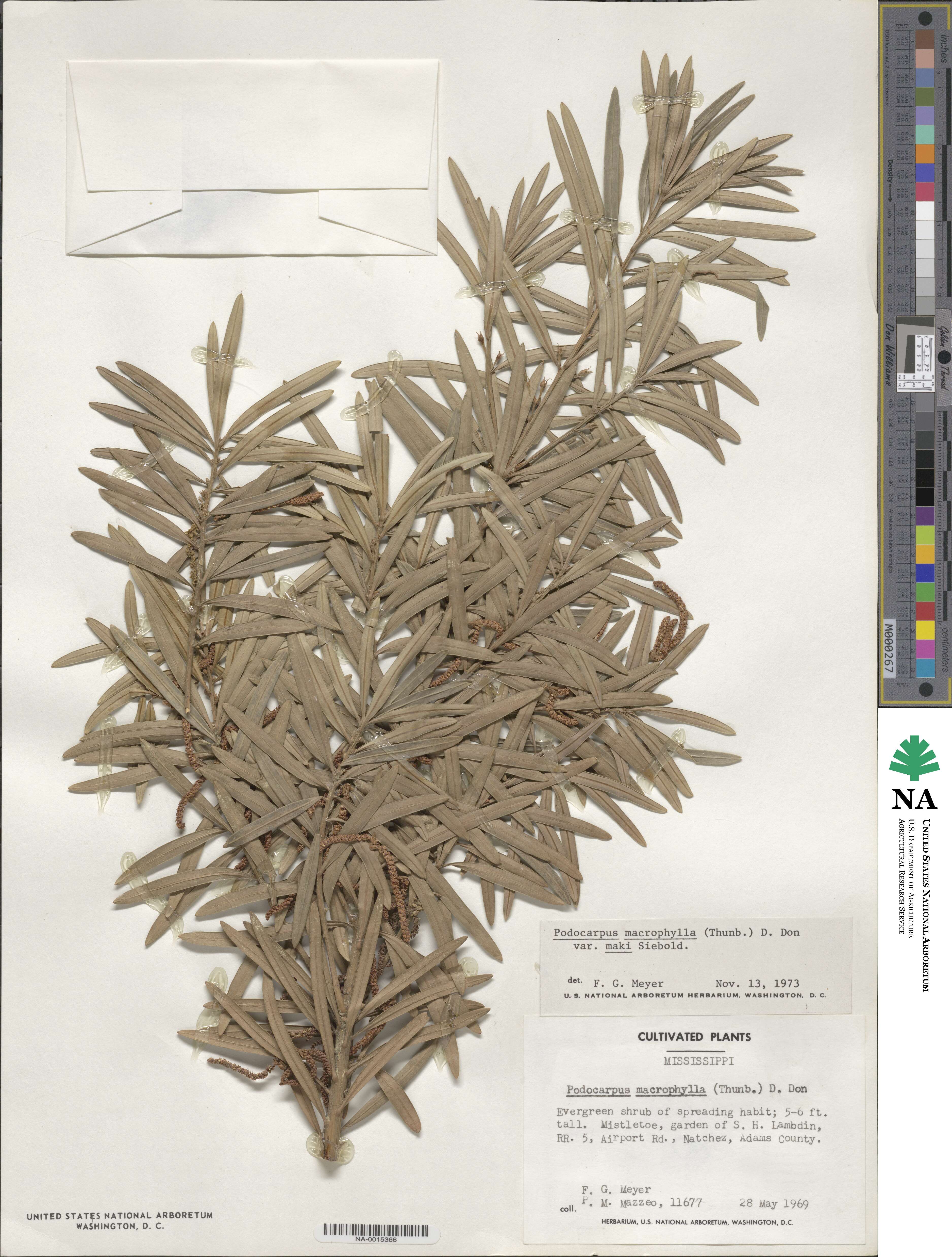 Podocarpus macrophyllus var. maki image