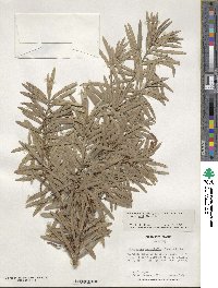 Podocarpus macrophyllus image