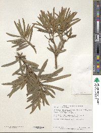 Podocarpus macrophyllus image