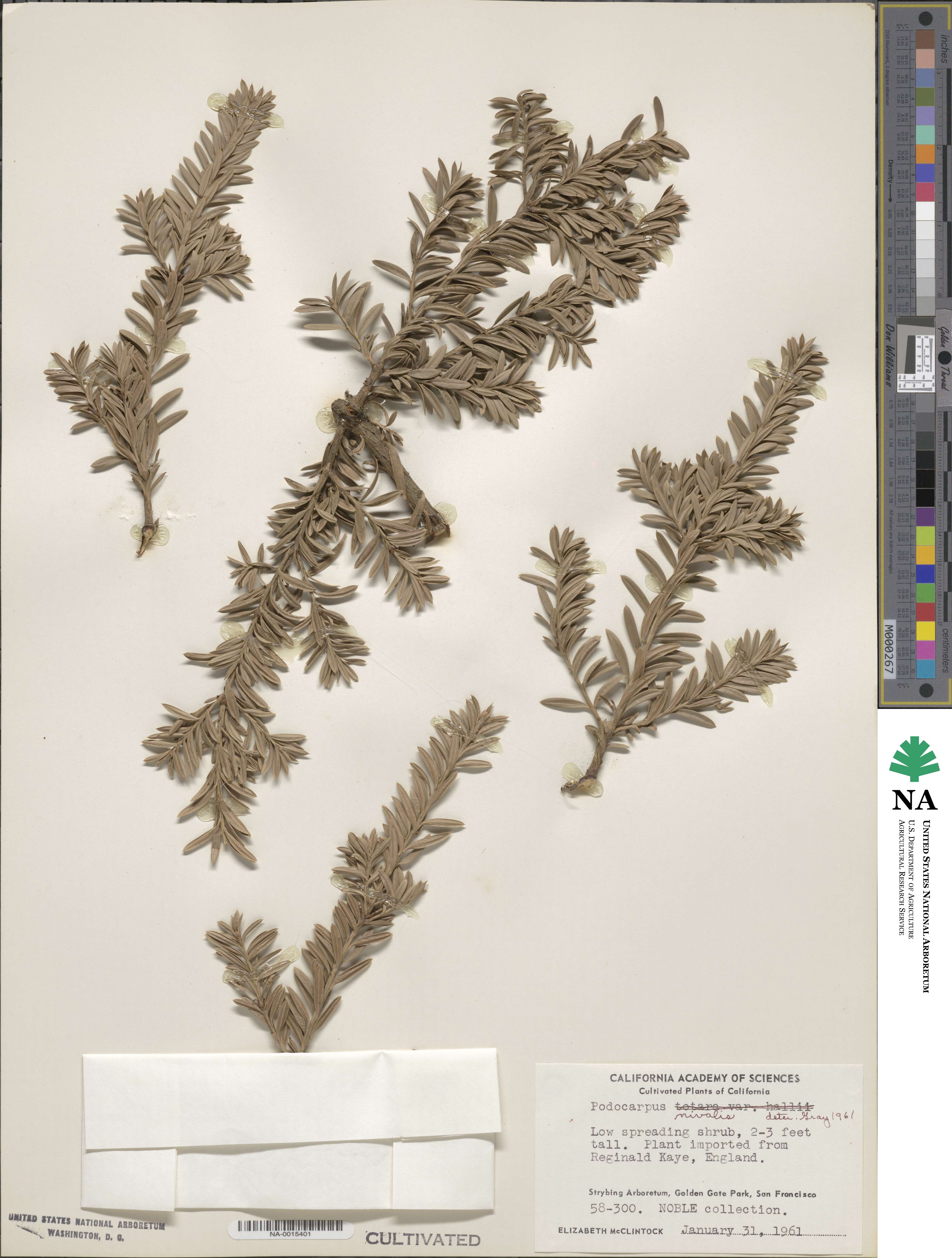 Podocarpus nivalis image
