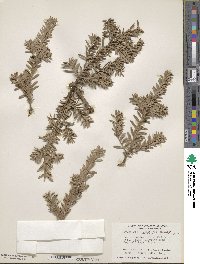 Podocarpus nivalis image