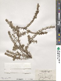 Podocarpus nivalis image