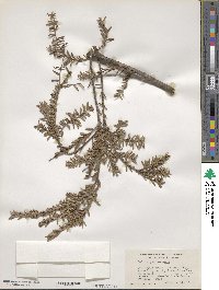 Podocarpus nivalis image