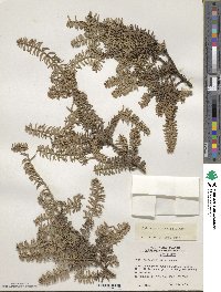 Podocarpus nivalis image