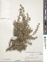 Podocarpus nivalis image