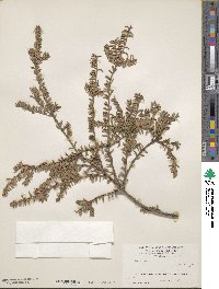 Podocarpus nivalis image