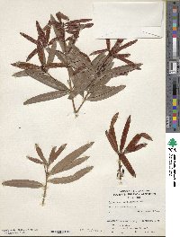 Image of Podocarpus polystachyus