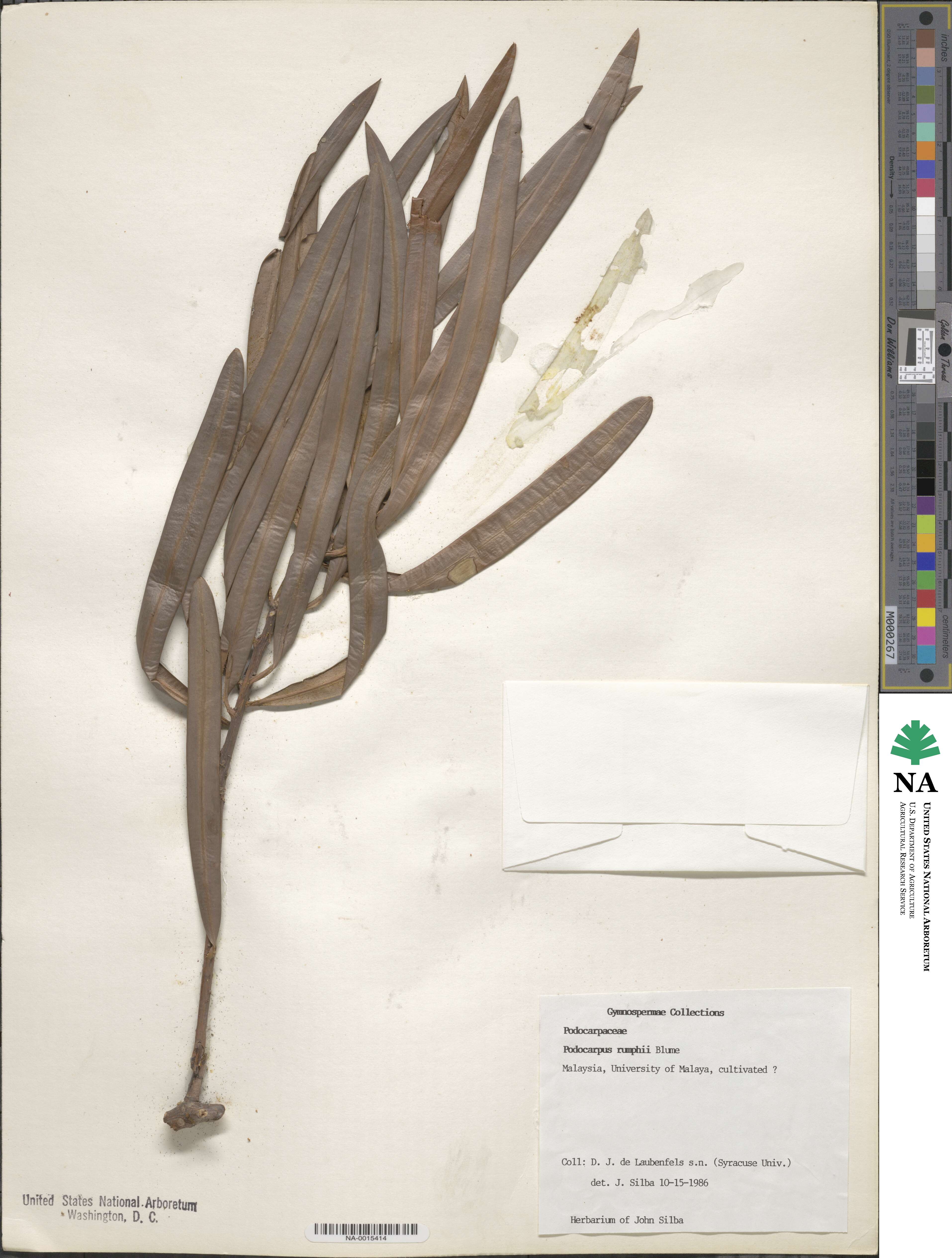 Podocarpus rumphii image